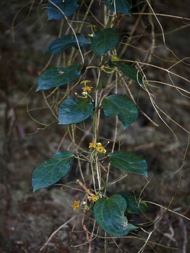 Heterostemma brownii