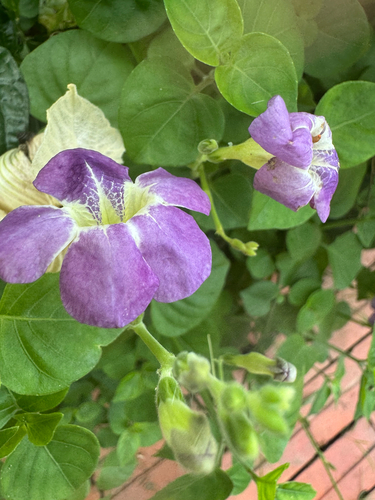 Chinese violet