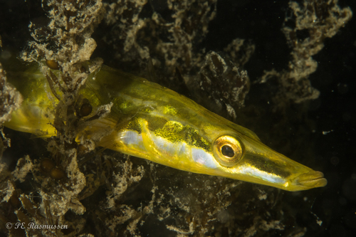 Sea Stickleback