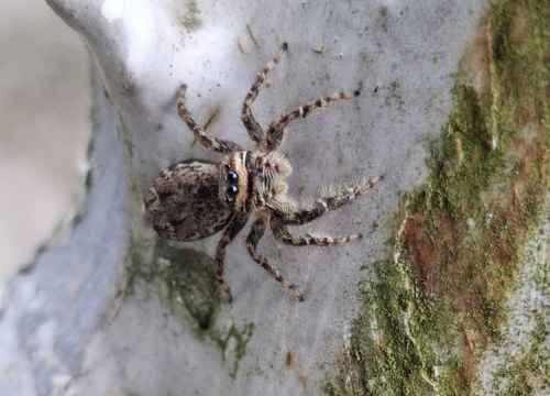 Fencepost jumping spider