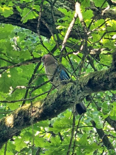 Eurasian Jay
