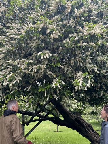 Cherry laurel