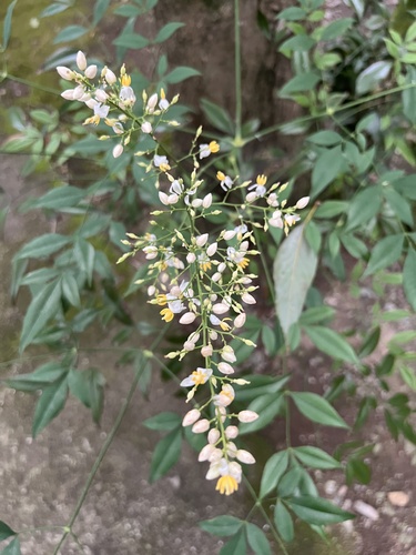 Heavenly bamboo