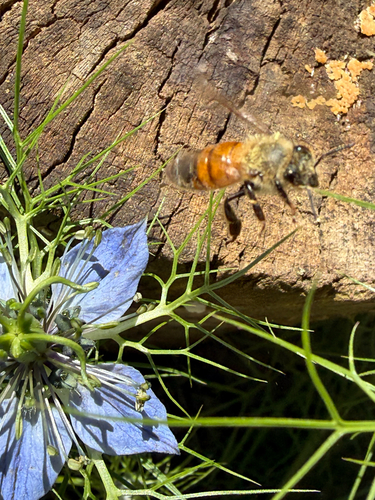 Western Honey Bee