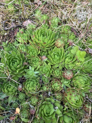 Rolling Hen-and-chicks