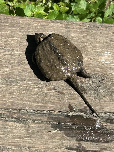 Common Snapping Turtle