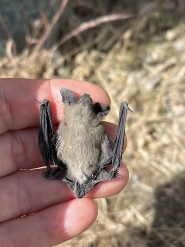 iNaturalist observation photo of Mouse-eared Bats