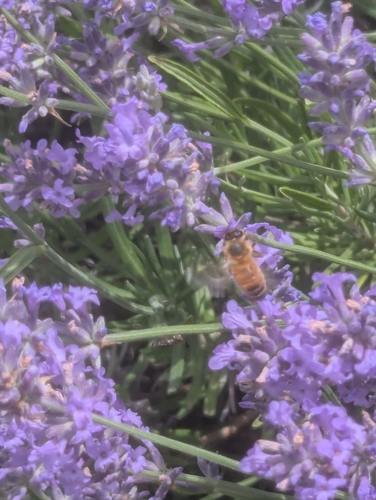 Western Honey Bee