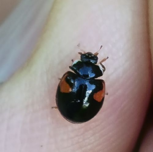 10-spot Ladybird