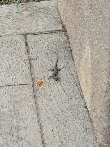 Common Wall Lizard