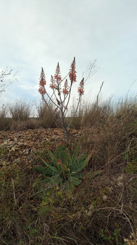 Highveld Spotted Aloe