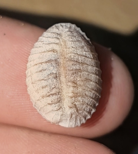 Solander's Trivia (Pusula solandri)