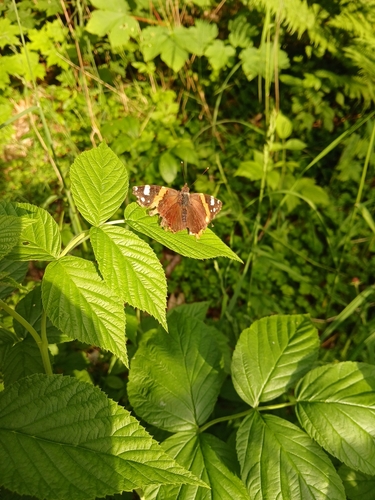 Red Admiral