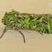 Mahoe-stripper Moth - Photo (c) Danilo Hegg, all rights reserved, uploaded by Danilo Hegg