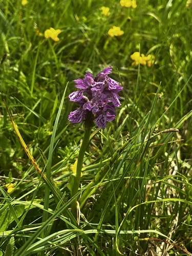 Broad-leaved Marsh Orchid