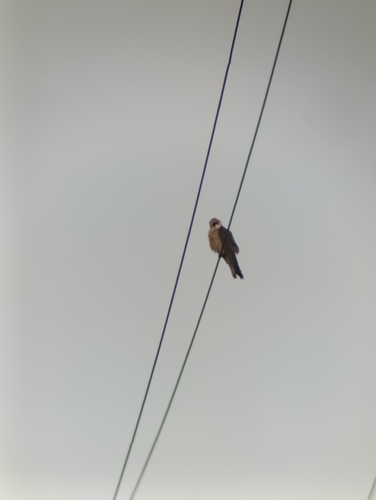 Red-footed Falcon