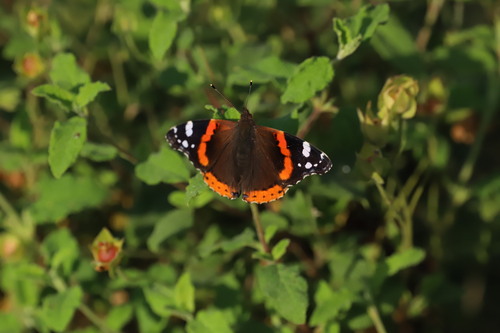 Red Admiral