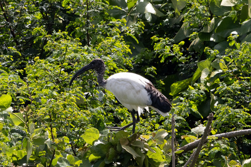 African Sacred Ibis