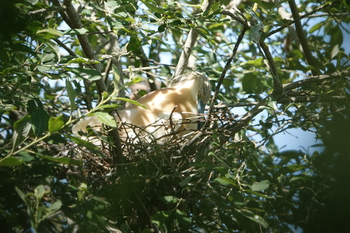 Squacco Heron