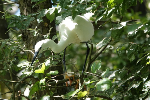 Little Egret