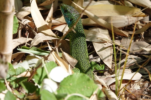 Western Green Lizard