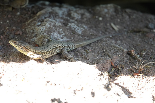 Common Wall Lizard