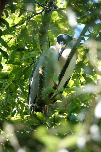 Black-crowned Night Heron