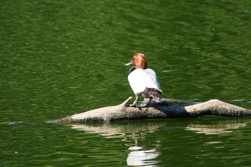 Common Pochard