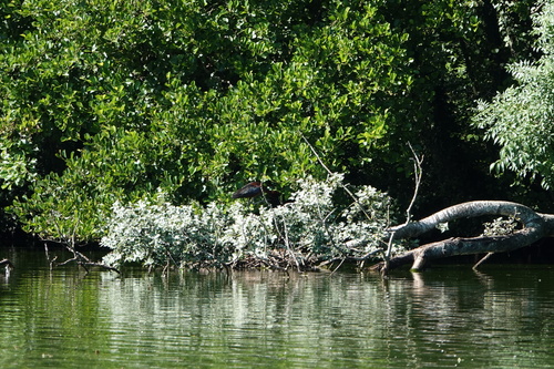 Glossy Ibis