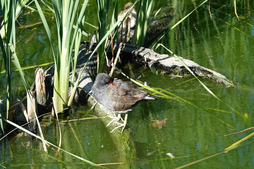 Common Moorhen