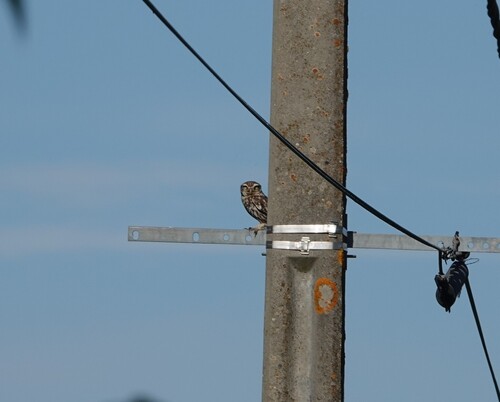 Little Owl