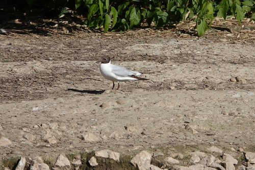 Black-headed Gull