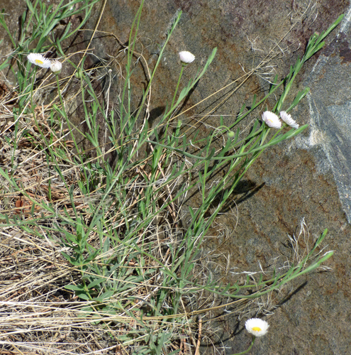 running fleabane