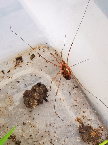 European Harvestman