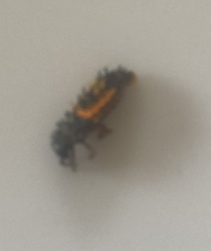 Asian Lady Beetle