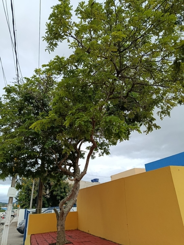 Brazilwood
