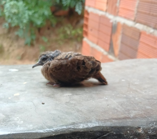 Ruddy Ground Dove