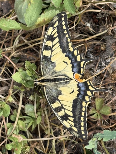 Old World Swallowtail