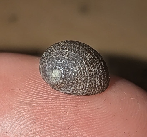 Nerita funiculata (Nerita funiculata)