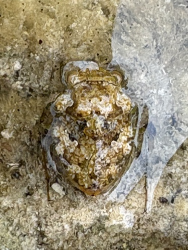 Gelastocoris rotundatus