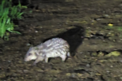 Spotted Paca