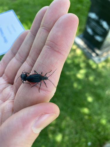 Red-shouldered Bug