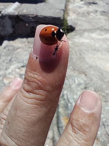 Seven-spotted Lady Beetle