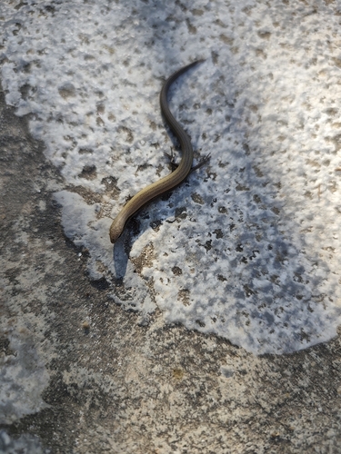 European Copper Skink