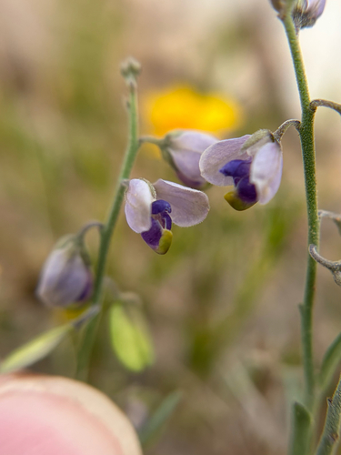Blue Milkwort