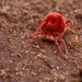Dinothrombium gigas - Photo (c) Chien Lee, all rights reserved, uploaded by Chien Lee