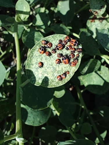 Eckerlein's Caper Bug