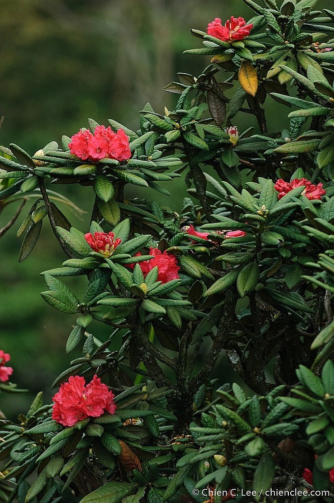 Rhododendron arboreum · Natusfera