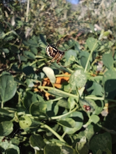 Bordered Orbweaver