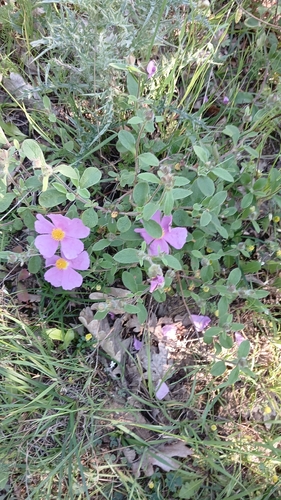 Hoary Rock-rose
